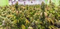 When it comes to premium THCA flower, quality and trust aren’t just nice to have, they’re non-negotiable. Lost In Translation has built its reputation on consistency, transparency, and carefully curated strains that appeal to both newcomers and seasoned enthusiasts. From exclusive genetics to lab-tested purity, the brand focuses on delivering a product experience that lives up to its California roots.